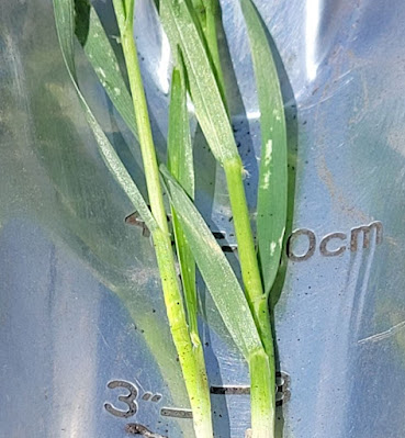 Wheat leaf flecking observed in the Crossfield region of Alberta on June 2, 2023