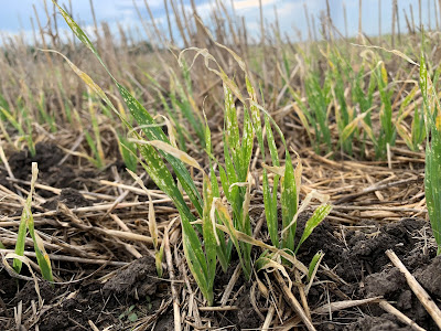 Unusual symptoms in Alberta barley and wheat crops, June 2022